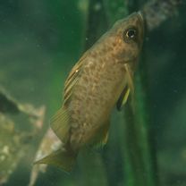 Sebastes inermis species complex