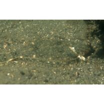 Pleuronectes yokohamae Gunther, 1877