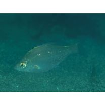 Ditrema viride Oshima, 1940