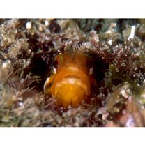 Neoclinus nudus Stephens et Springer, 1975