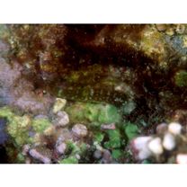 Enneapterygius sp. 2 (= Enneapterygius sp. 1 of Motomura et al., 2010)