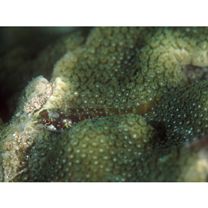 Enneapterygius sp. 2 (= Enneapterygius sp. 1 of Motomura et al., 2010)