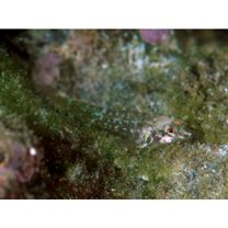 Enneapterygius sp. 2 (= Enneapterygius sp. 1 of Motomura et al., 2010)