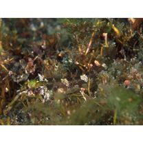 Enneapterygius miyakensis Fricke, 1987