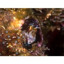 Mimoblennius atrocinctus (Regan, 1908)