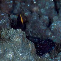 Ecsenius namiyei (Jordan et Evermann, 1902)