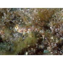 Minysynchiropus kiyoae (Fricke et Zaiser, 1983)