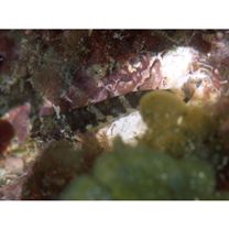 Enneapterygius miyakensis Fricke, 1987