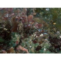 Enneapterygius miyakensis Fricke, 1987