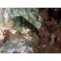 Enneapterygius miyakensis Fricke, 1987