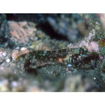 Enneapterygius sp. 2 (= Enneapterygius sp. 1 of Motomura et al., 2010)