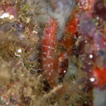 アワセイソハゼ属未同定種