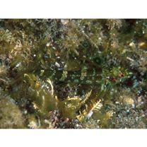 Enneapterygius miyakensis Fricke, 1987