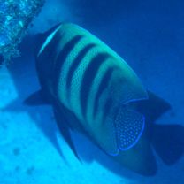 Pomacanthus sexstriatus (Cuvier, 1831)