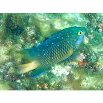 Plectroglyphidodon lacrymatus (Quoy et Gaimard, 1825)