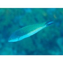 Pseudocoris yamashiroi (Schmidt, 1931)