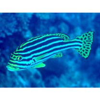 Plectorhinchus vittatus (Linnaeus, 1758)