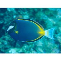 Acanthurus japonicus (Schmidt, 1931)