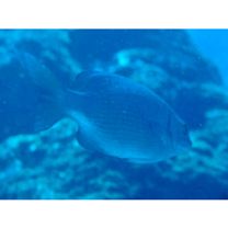 Kyphosus cinerascens (Forsskal, 1775)