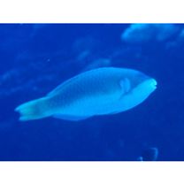 Scarus globiceps Valenciennes, 1840