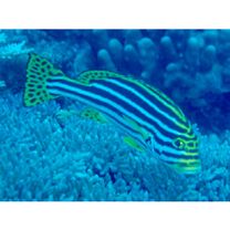 Plectorhinchus vittatus (Linnaeus, 1758)