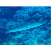 Cheilio inermis (Forsskal, 1775)