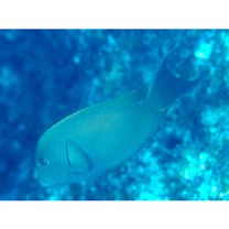 Ctenochaetus striatus (Quoy et Gaimard, 1825)