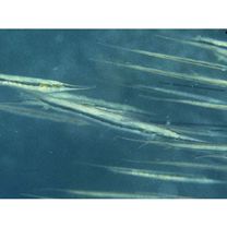 Aeoliscus strigatus (Gunther, 1861)