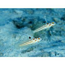 Stonogobiops yasha Yoshino et Shimada, 2001