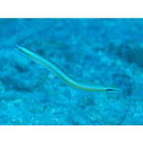 Gunnellichthys curiosus Dawson, 1968