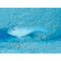 Iniistius pentadactylus (Linnaeus, 1758)