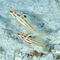 Stonogobiops yasha Yoshino et Shimada, 2001