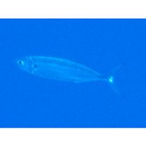 Grammatorcynus bilineatus (Ruppell, 1836)