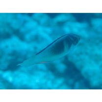 Cirrhilabrus melanomarginatus Randall et Shen, 1978