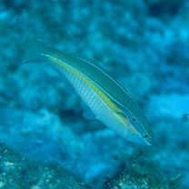 Stethojulis strigiventer (Bennett, 1832)