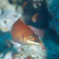 Pseudocheilinus evanidus Jordan et Evermann, 1903