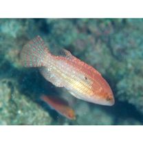 Oxycheilinus bimaculatus (Valenciennes, 1840)