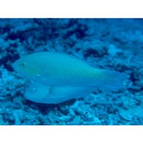 Scarus globiceps Valenciennes, 1840