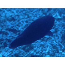 Scarus niger Forsskal, 1775