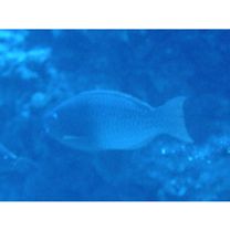 Scarus rubroviolaceus Bleeker, 1847