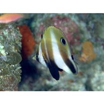 Coradion altivelis McCulloch, 1916