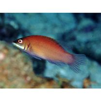 Pseudocheilinus evanidus Jordan et Evermann, 1903