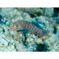 Parapercis multiplicata Randall, 1984