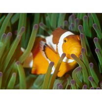 Amphiprion ocellaris Cuvier, 1830