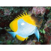 Hemitaurichthys polylepis (Bleeker, 1857)