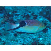 Bodianus loxozonus (Snyder, 1908)