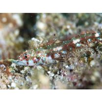 Helcogramma rhinoceros Hansen, 1986