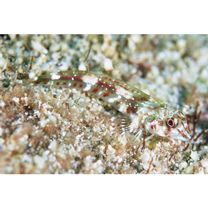 Helcogramma rhinoceros Hansen, 1986