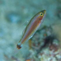 Trimma yoshinoi Suzuki, Yano et Senou, 2015