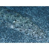 Inegocia ochiaii Imamura, 2010